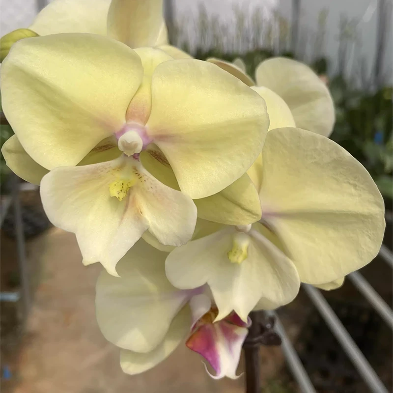 【微瑕】3.0寸大吉大利1花剑花梗