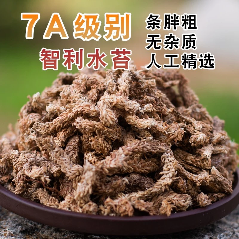 智利毛毛虫水苔蝴蝶兰植物兰花专用土干苔藓植料乌龟冬眠垫材包邮