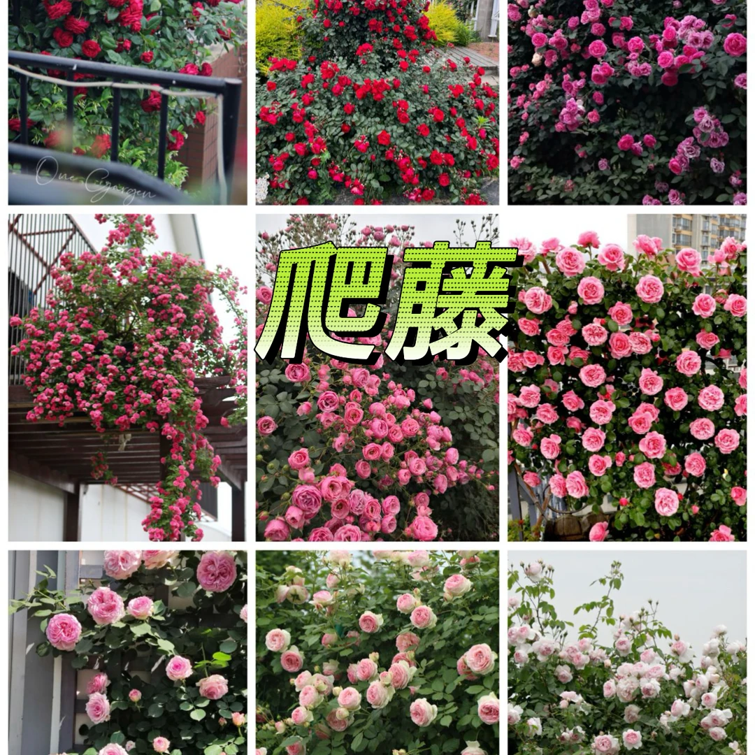 【爬藤月季小苗花苗】做花墙拱门四季开花易活 阳台庭院盆栽地栽