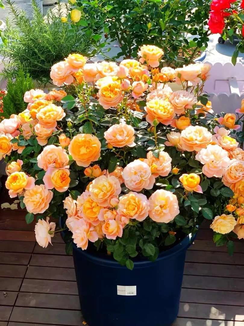 【中盆果汁阳台花苗】带花苞月季果汁阳台四季开花室内盆栽好养花卉