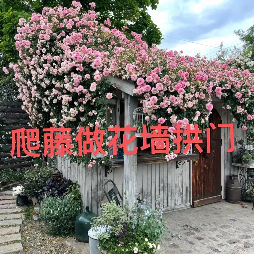 【爬藤月季3棵包邮】扦插小苗四季开花做花墙做拱门耐寒耐高温月季