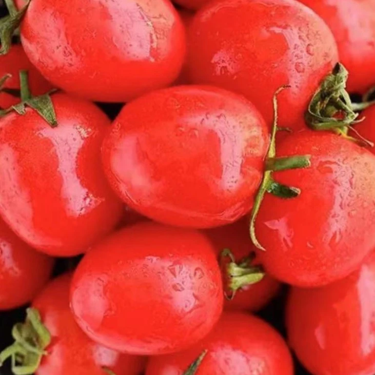 千禧小番茄（450-500g）