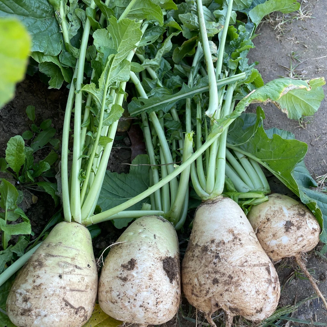 湖北农家自种本地白萝卜新鲜白萝卜现挖现发