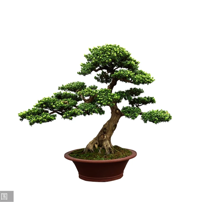 一物一拍专用链接枣庄大红袍