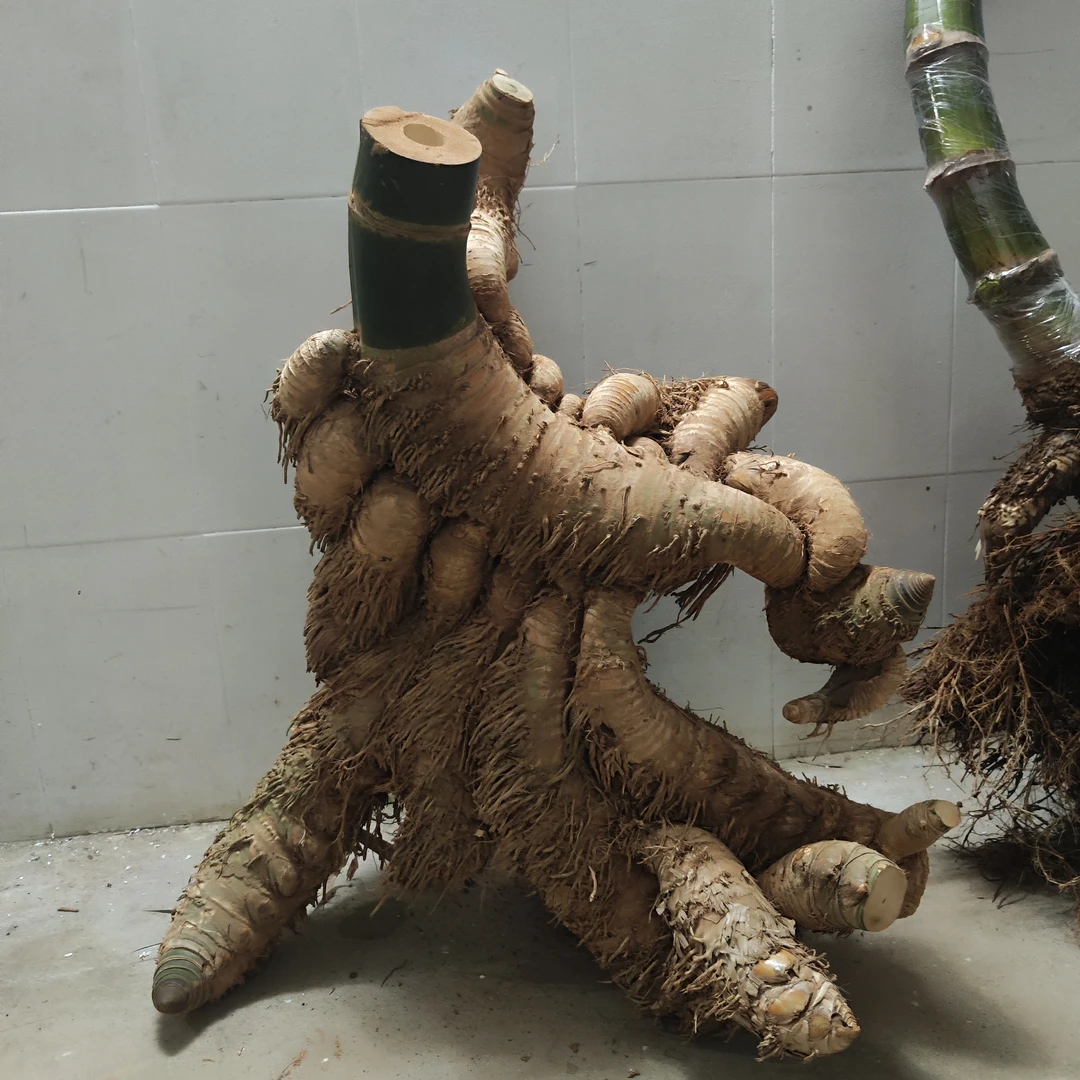 小叶簕竹室内外绿植，一物一拍