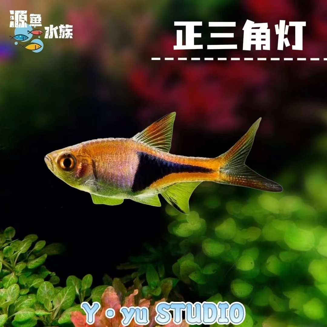 正三角灯/热带鱼/观赏鱼/南美灯鱼/草缸/南美缸/不分公母/混养