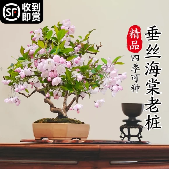 垂丝海棠花盆栽鲜花四季开花树苗盆景老桩花卉植物室内花绿植真花