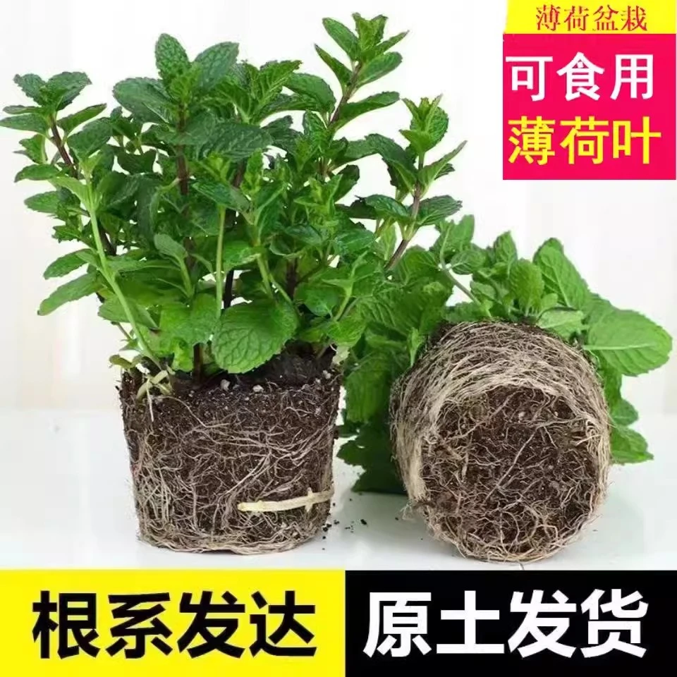 可食用薄荷盆栽室内桌面驱蚊草柠檬植物水培新鲜四季耐寒花卉植物
