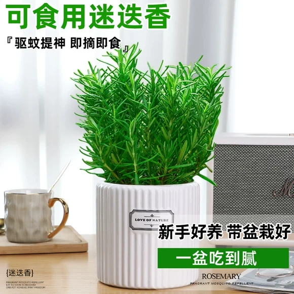 迷迭香盆栽可食用牛排香草薄荷叶室内阳台四季好养驱蚊花卉绿植物