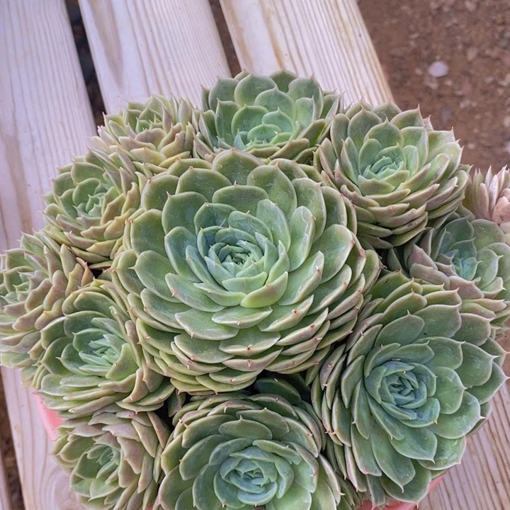 昂斯诺 韩货精品