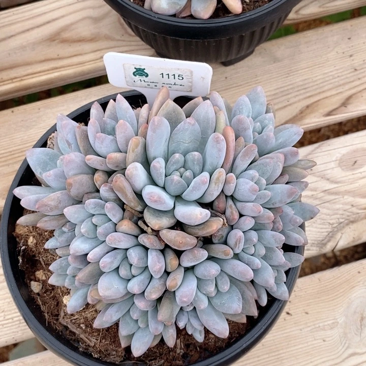 ?***e1115香水 韩货精品