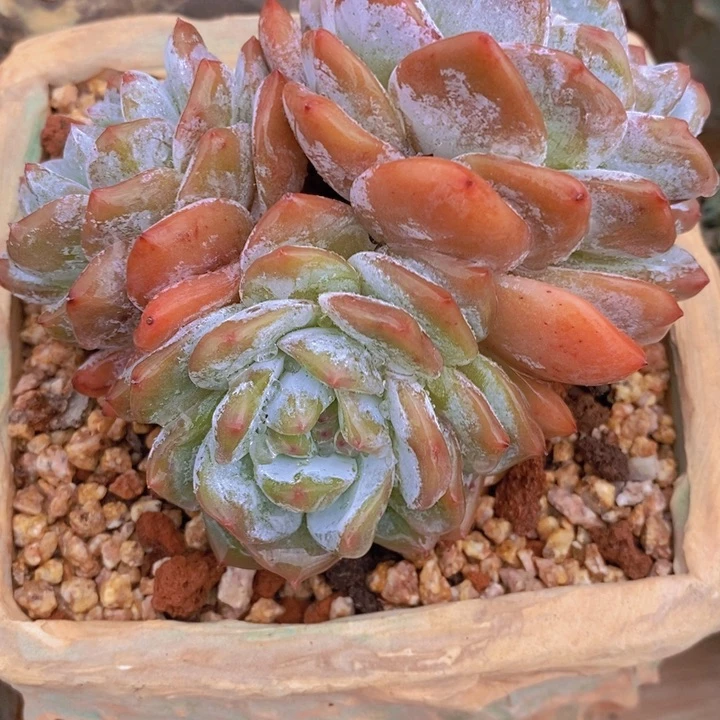 石榴籽星影 h h j p