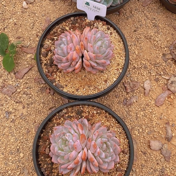 1838黄皮橙2颗 韩货精品