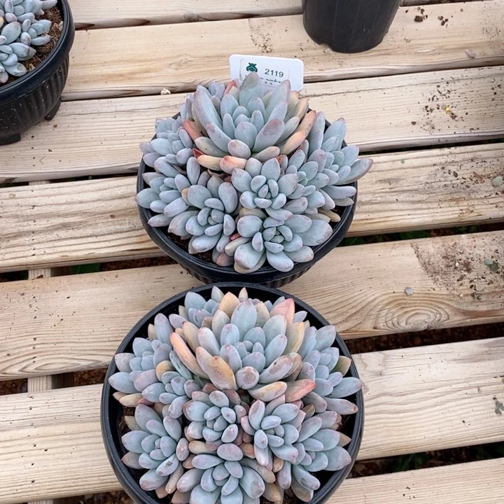 花*缺2119香水2群 韩货精品