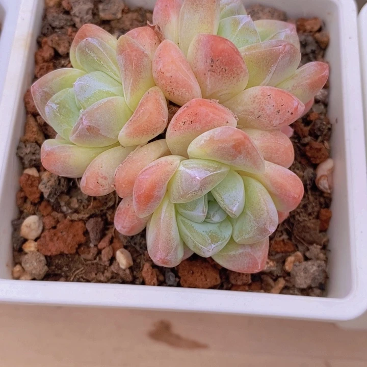 冰玉    韩货精品