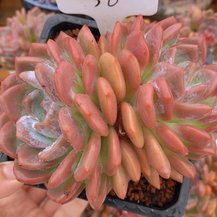 36星影 韩货精品