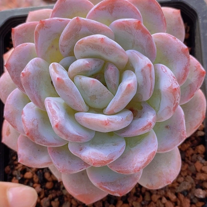 星影    韩货精品