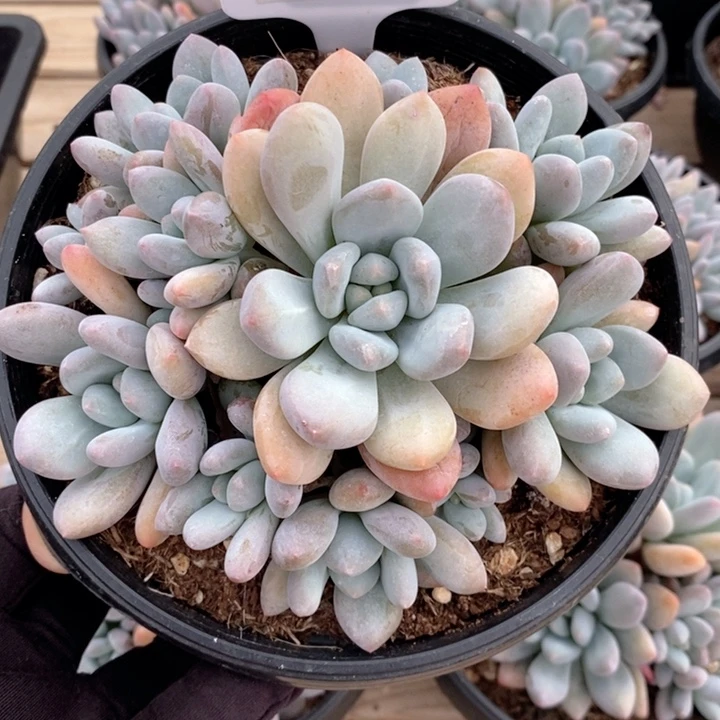 2153香水 韩货精品