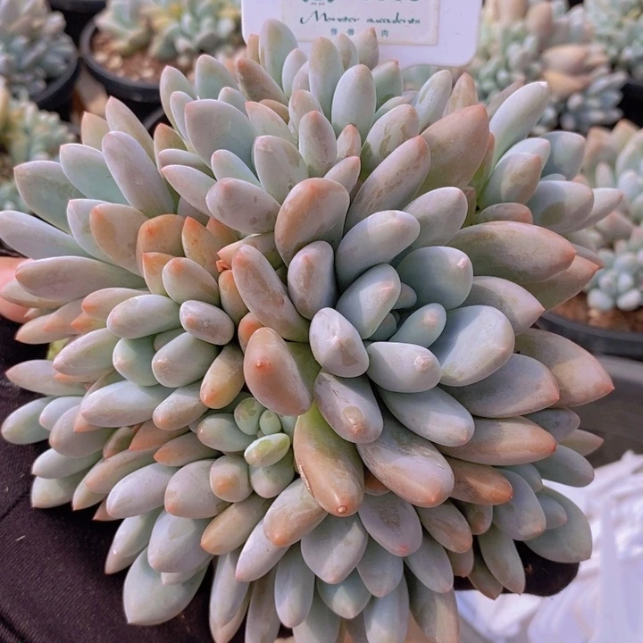 5968香水 韩货精品