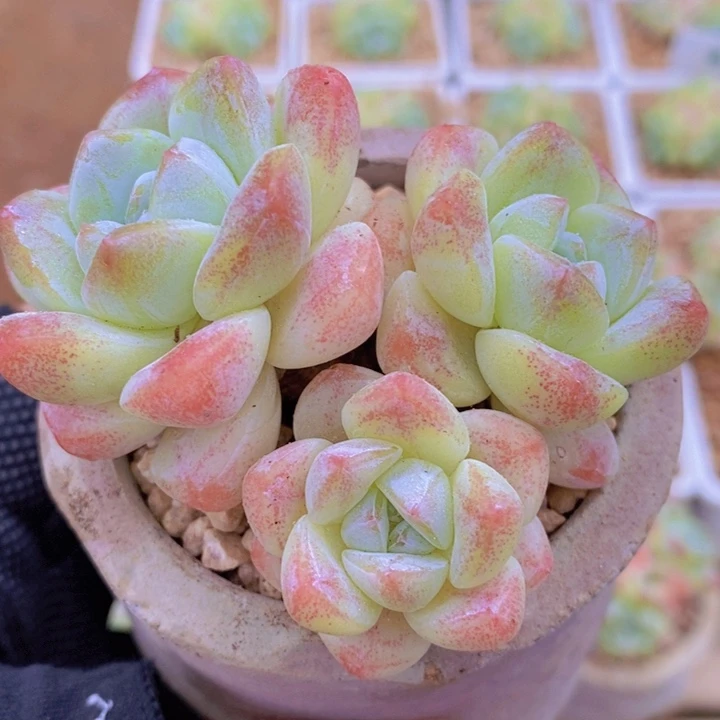 冰玉   韩货精品