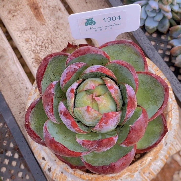 若****存1304惊鸿仙子 韩货精品