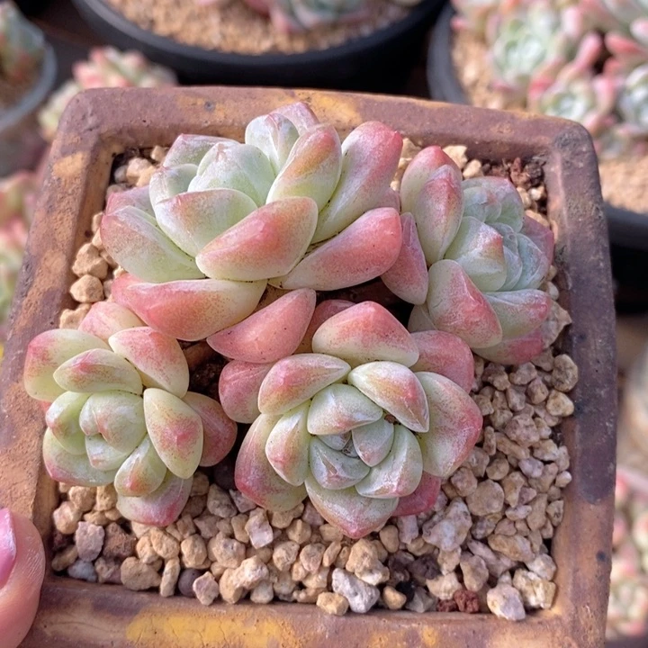 冰玉   韩货精品