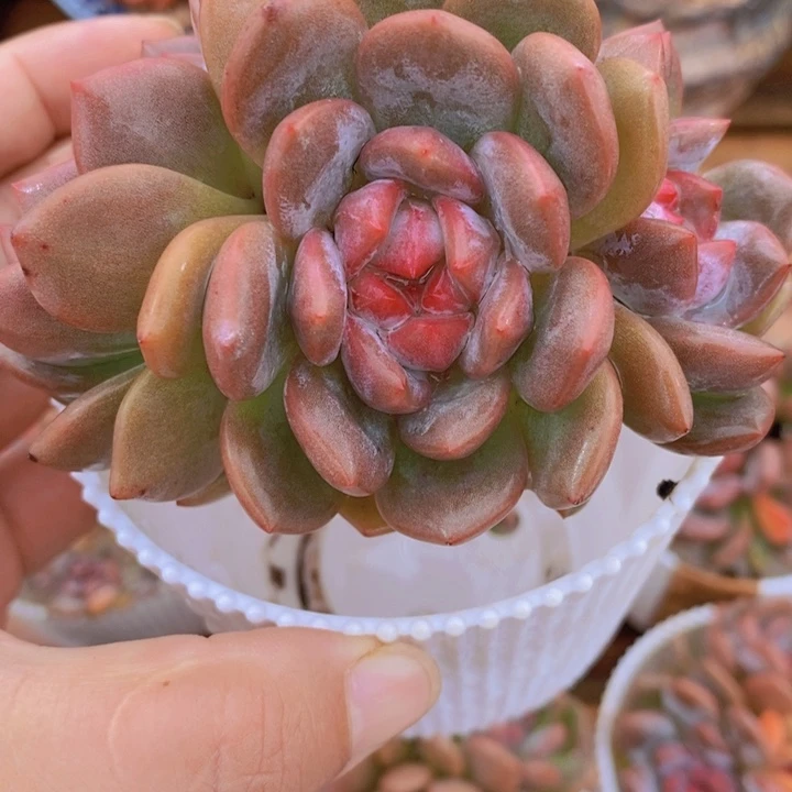 星影   韩货精品