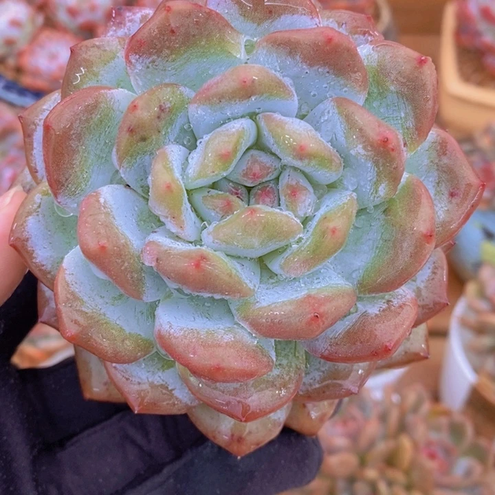 粗腿橙子10厘米 韩货精品