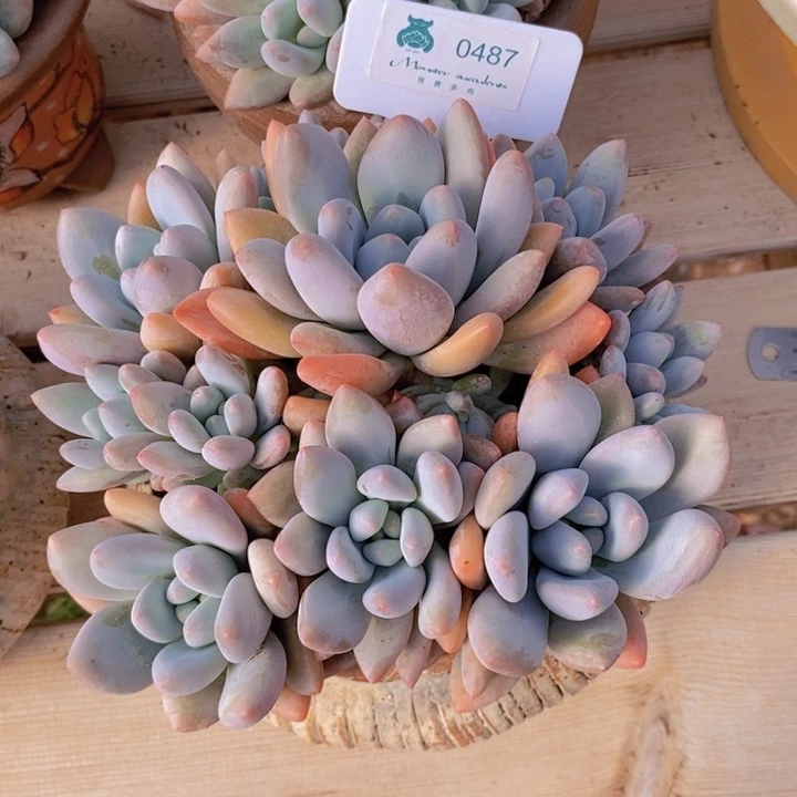 半****生0487香水 韩货精品