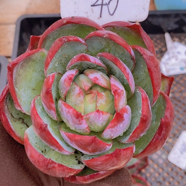 多***?40惊鸿仙子 韩货精品