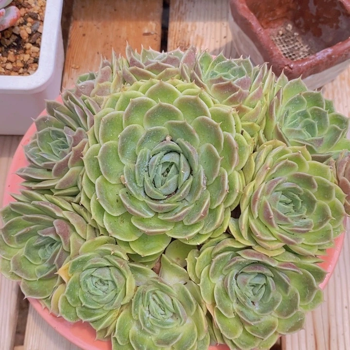 昂斯诺 韩货精品