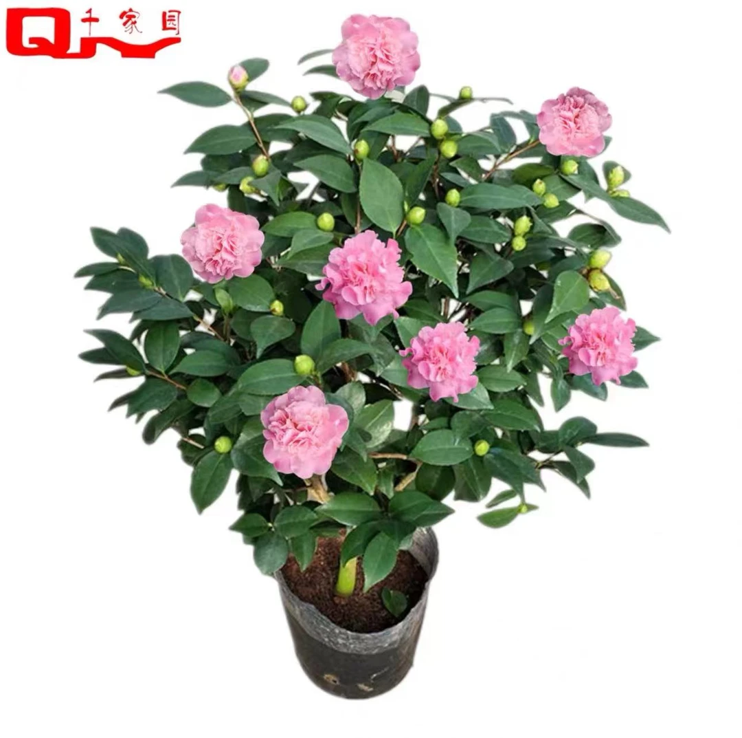 香妃茶花粉色带香味四季常绿烈香千里香茶花盆栽树苗花卉带花苞