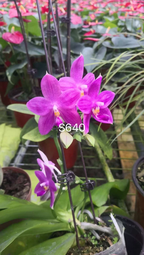 s640原生1.7寸杯蝴蝶兰花苗