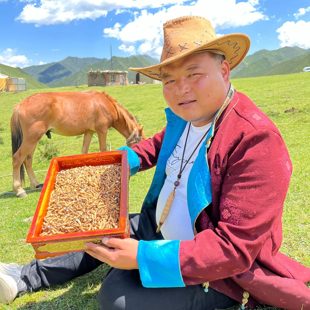 （洛桑专属）10克纯肉节大断草藏区直发虫草2024新货冬虫夏草10克装