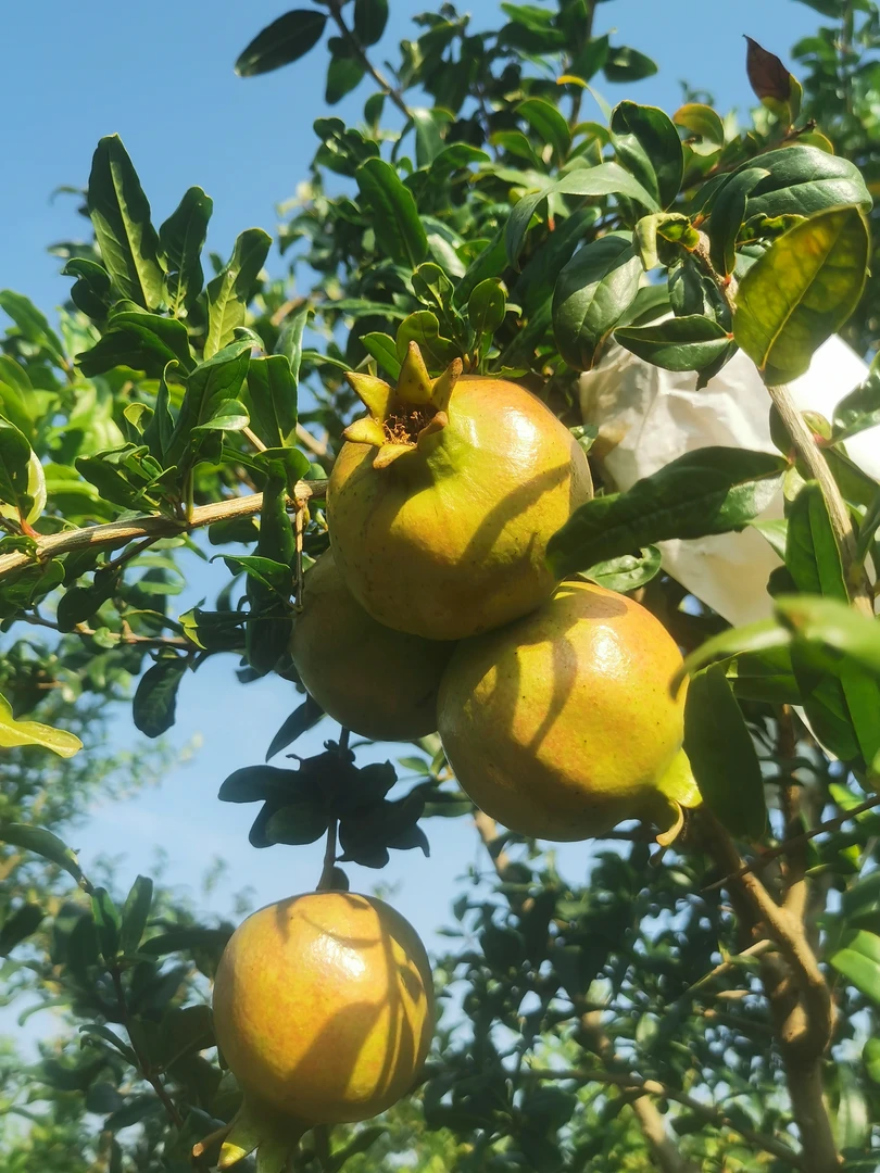 软籽花灌木，盆栽，地栽，庭院栽植