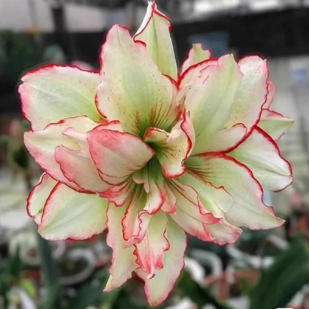 伊莲娜-朱顶红-阳台庭院盆栽球根四季花卉