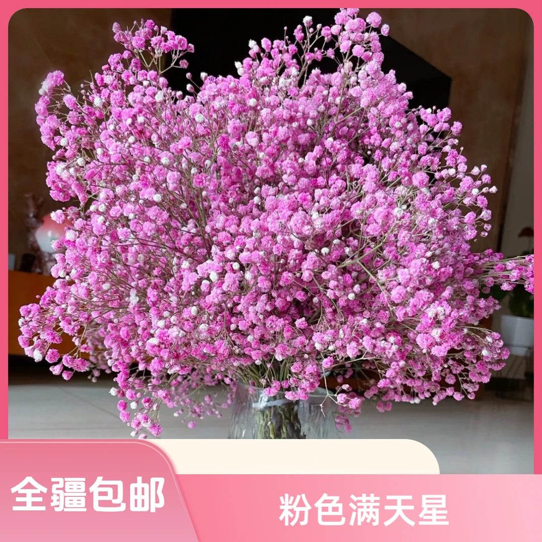 粉色满天星一把 可凉干花 (新疆发货 全疆包邮)