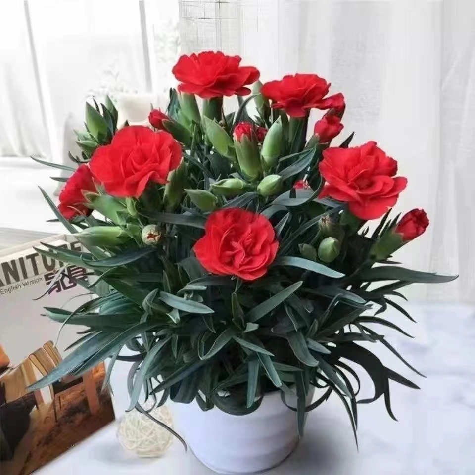 【母亲节】月季花康乃馨鲜花多色四季开花室内阳台花卉带花苞送人