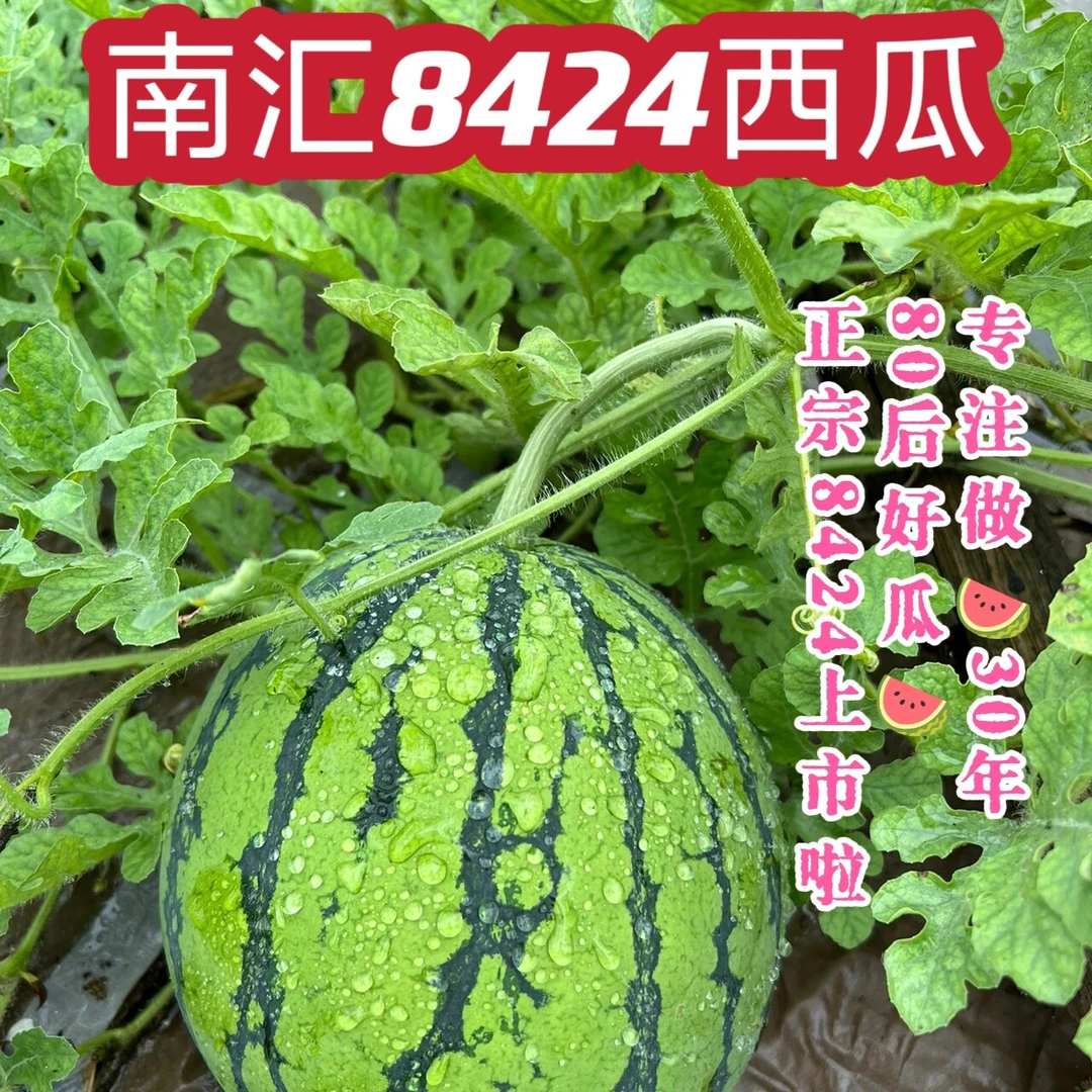 包黑籽鲜甜正宗南汇8424西瓜口感鲜甜皮薄多汁爽脆甘甜新鲜水果
