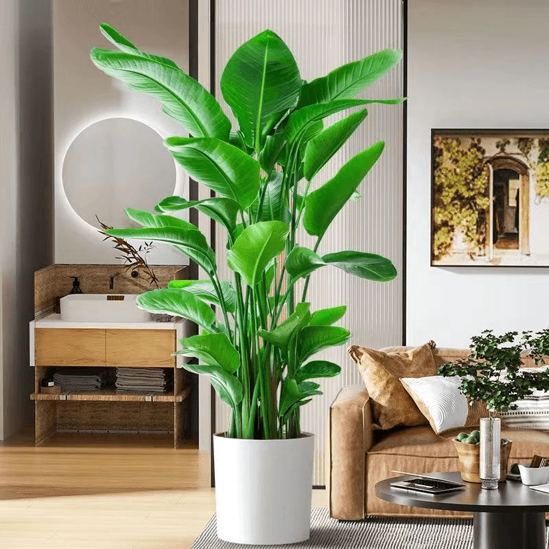 天堂鸟大型盆栽植物室内绿植客厅网红北欧风1.6-1.8米大叶生长