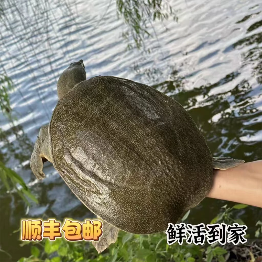 浙江青黄背外塘甲鱼红烧清蒸现抓现发顺丰包活到家