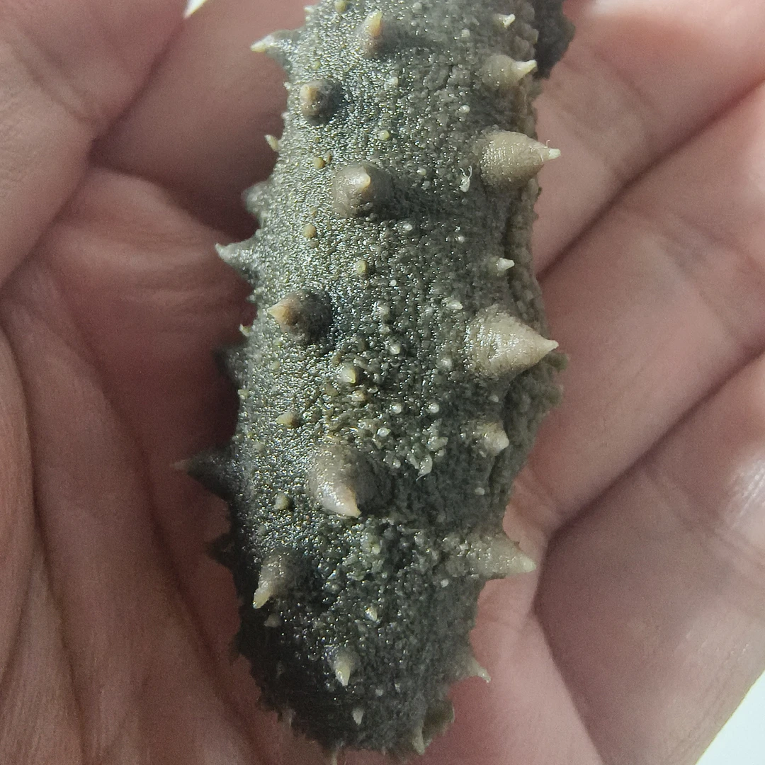 大连底播半干海参