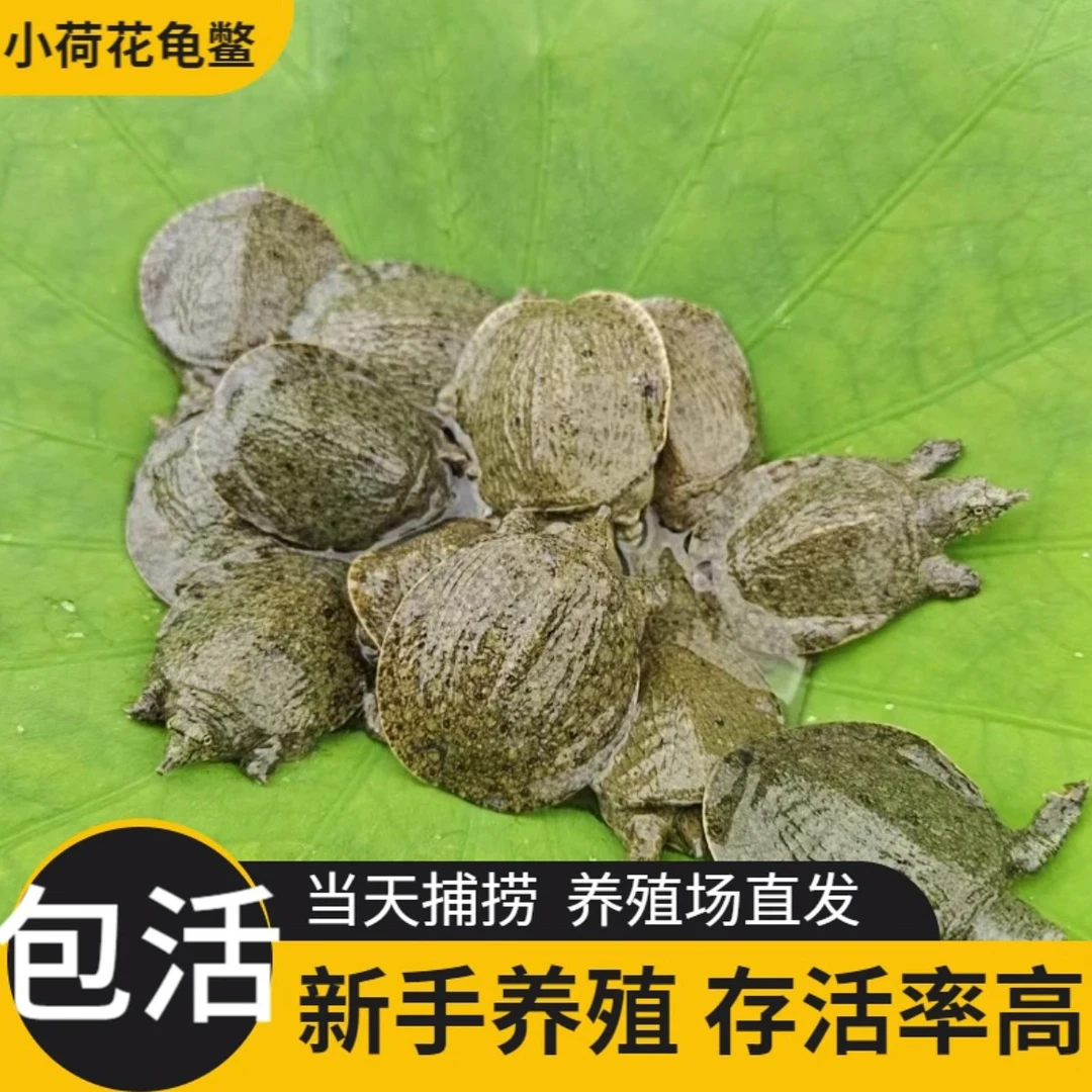 【10只送1只甲鱼苗】包活外塘养殖小鳖苗鱼苗鲜活养殖水产甲鱼苗