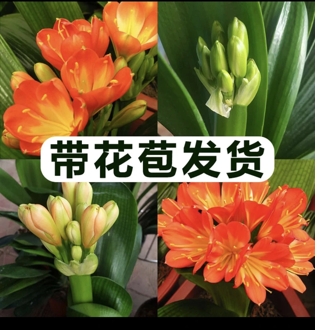 【仅限100单】带花苞君子兰室内盆栽绿植原盆原土发货君子兰盆栽