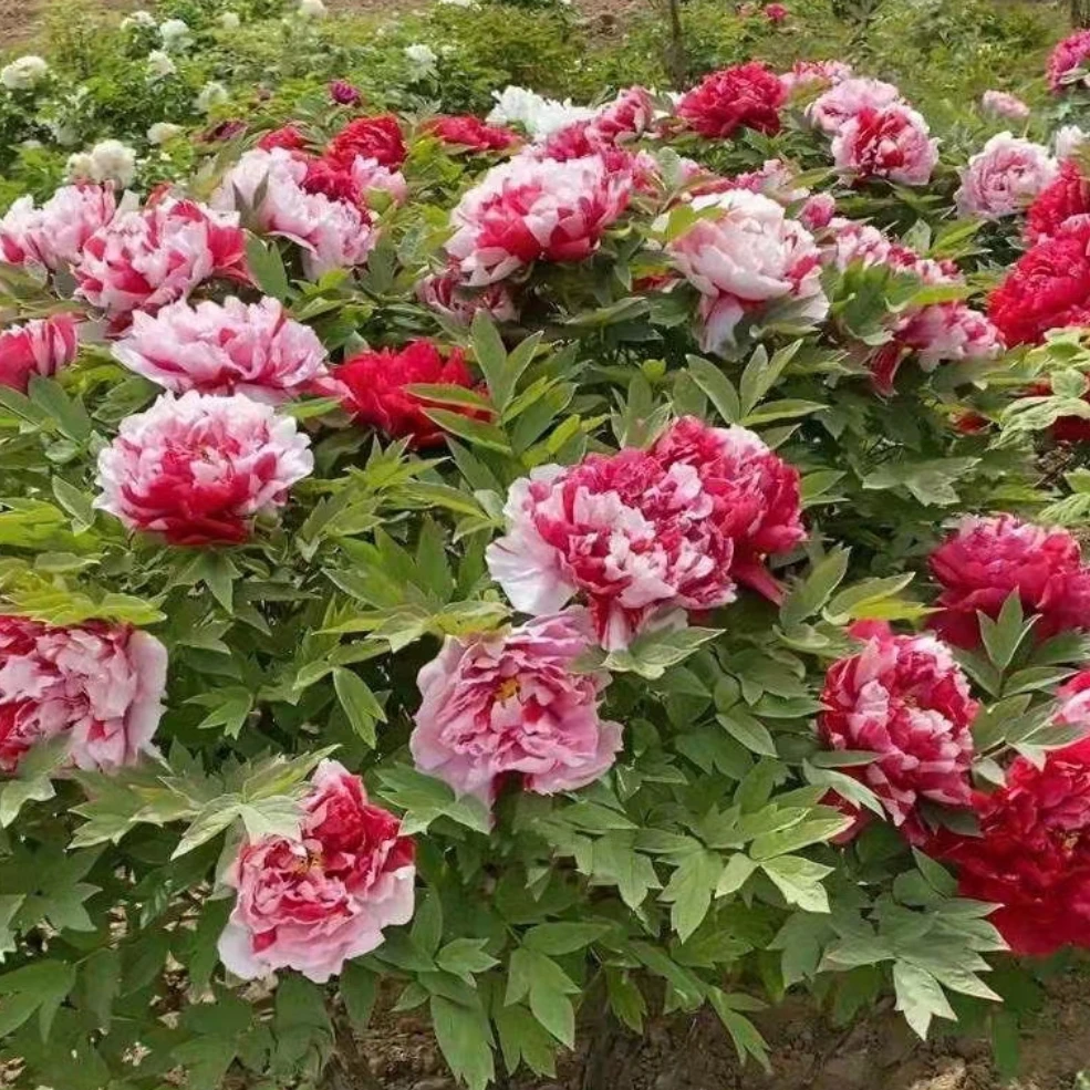 盆栽室内牡丹--岛锦（精品牡丹盆栽，复色系，原盆原土菏泽发货）