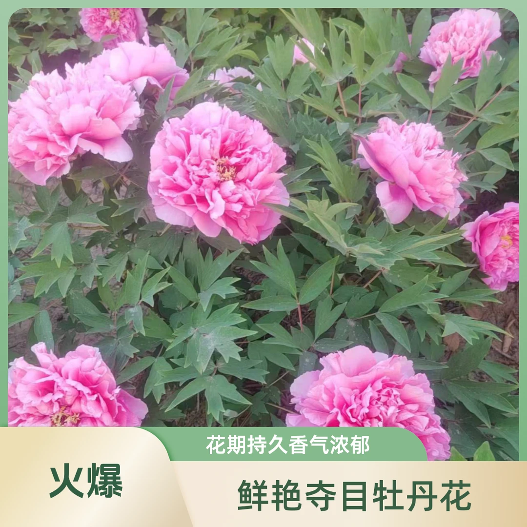 牡丹品种【银红巧对】花银红色,蔷薇型,成花率高,花期中。