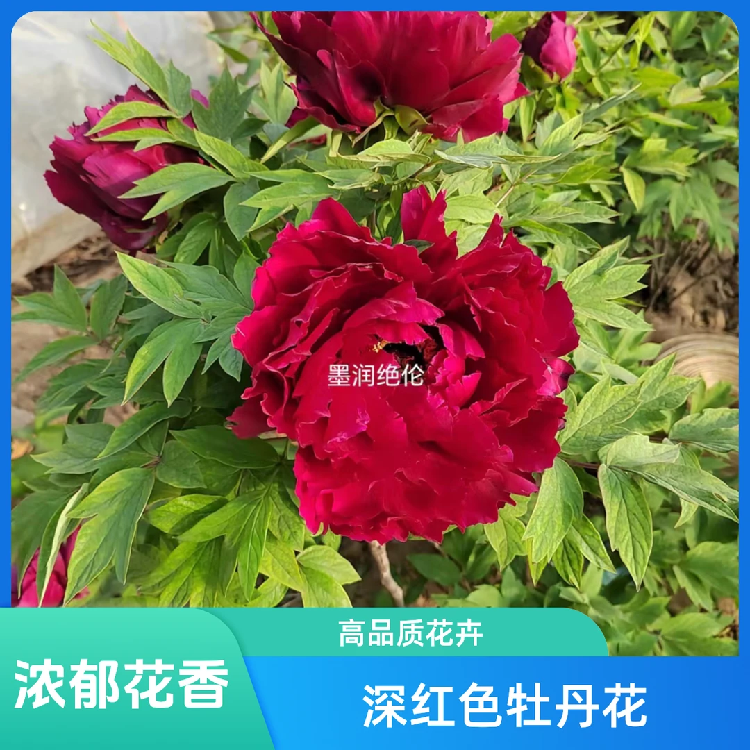 牡丹品种【墨润绝伦】菊花型，花墨紫红色，润泽，生长势强，中花品种