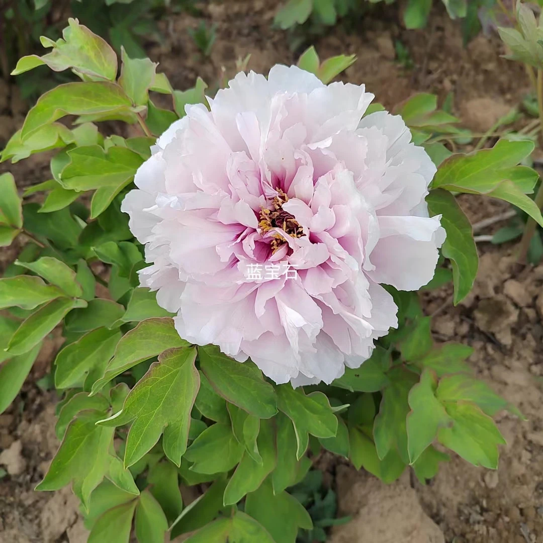 牡丹【蓝宝石】花浅粉蓝色，成花率高。多年生木本花卉室内牡丹花