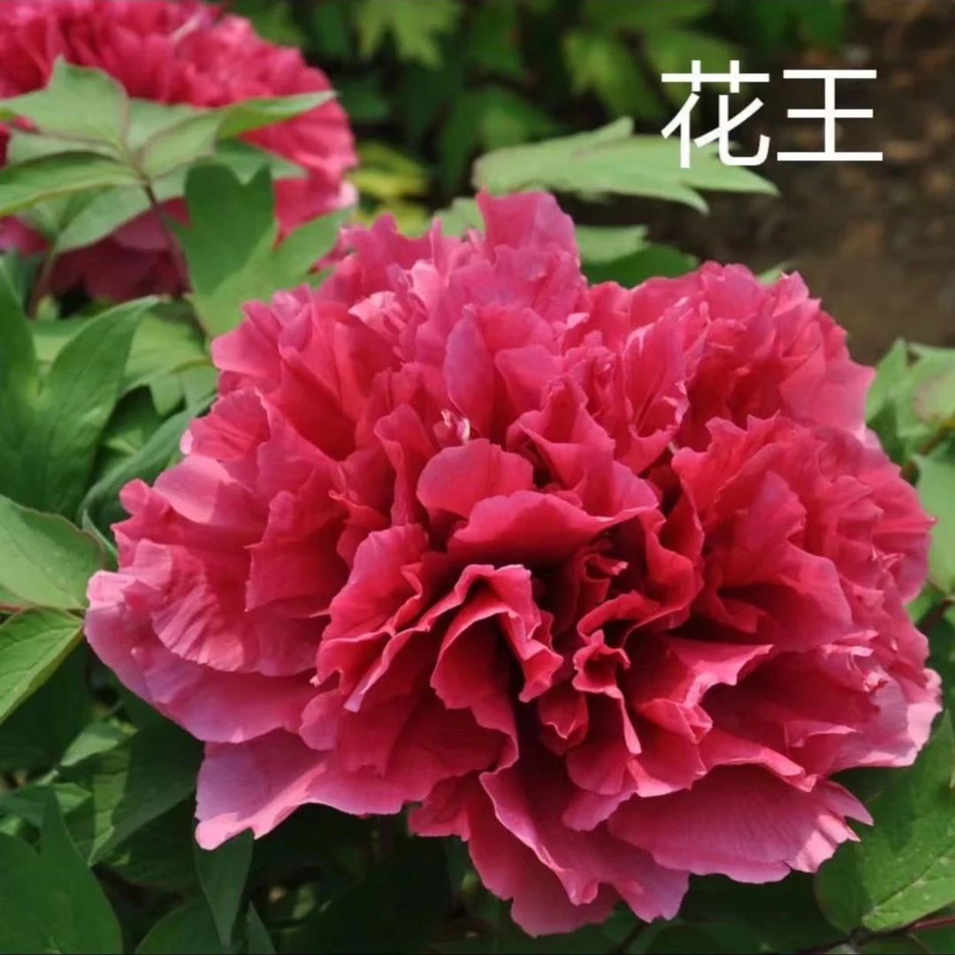 盆栽牡丹——花王（精品，富贵花，菏泽赵楼村发货）