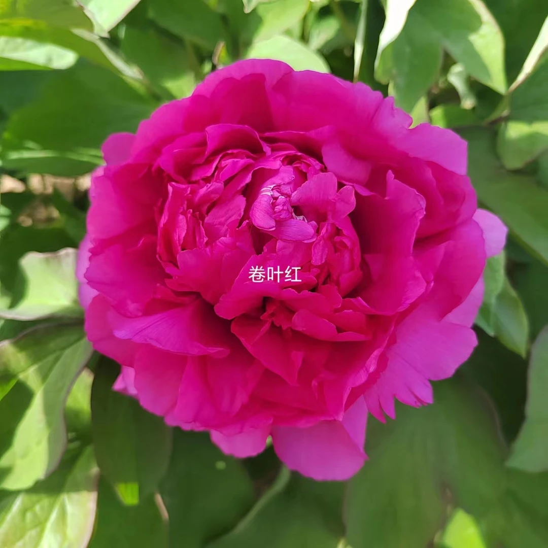 【卷叶红】红色系盆栽花卉牡丹花,原盆原土发货。
